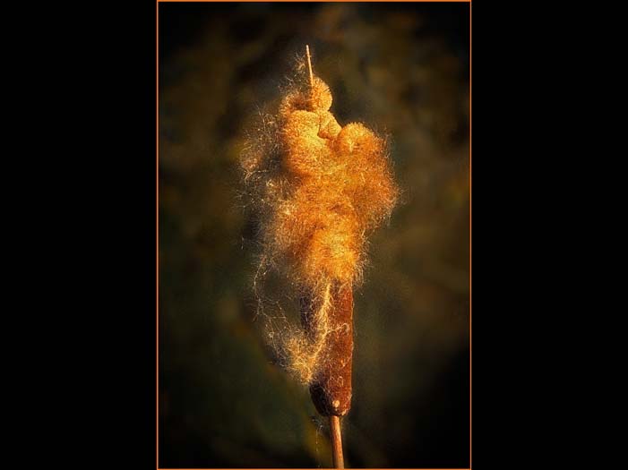 nature image 05